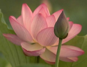 The Beauty & Strength of a Lotus
